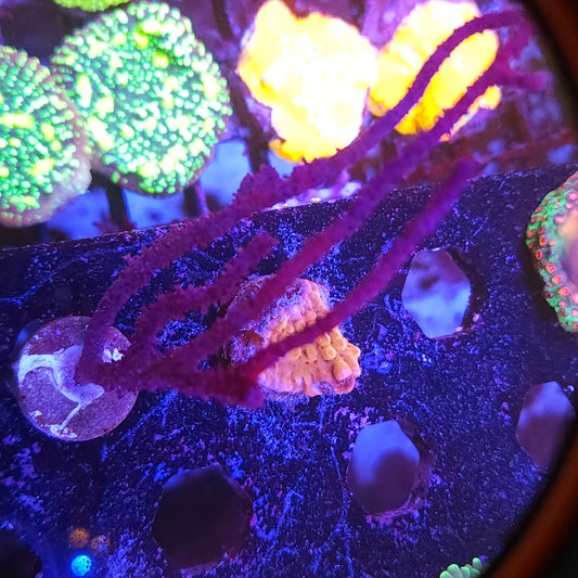 Purple Gorgonia