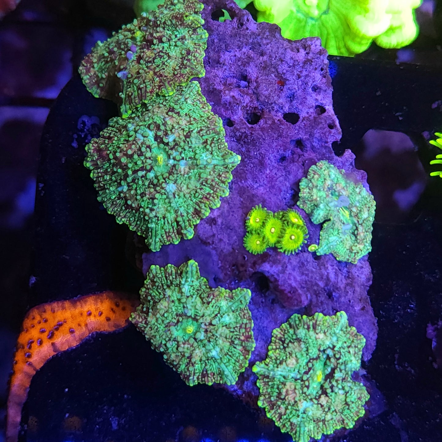 Tie Dye Mushhrom Rock with Zoas