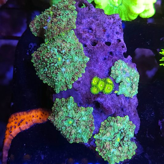 Tie Dye Mushhrom Rock with Zoas