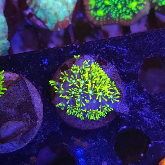Green Star Polyp