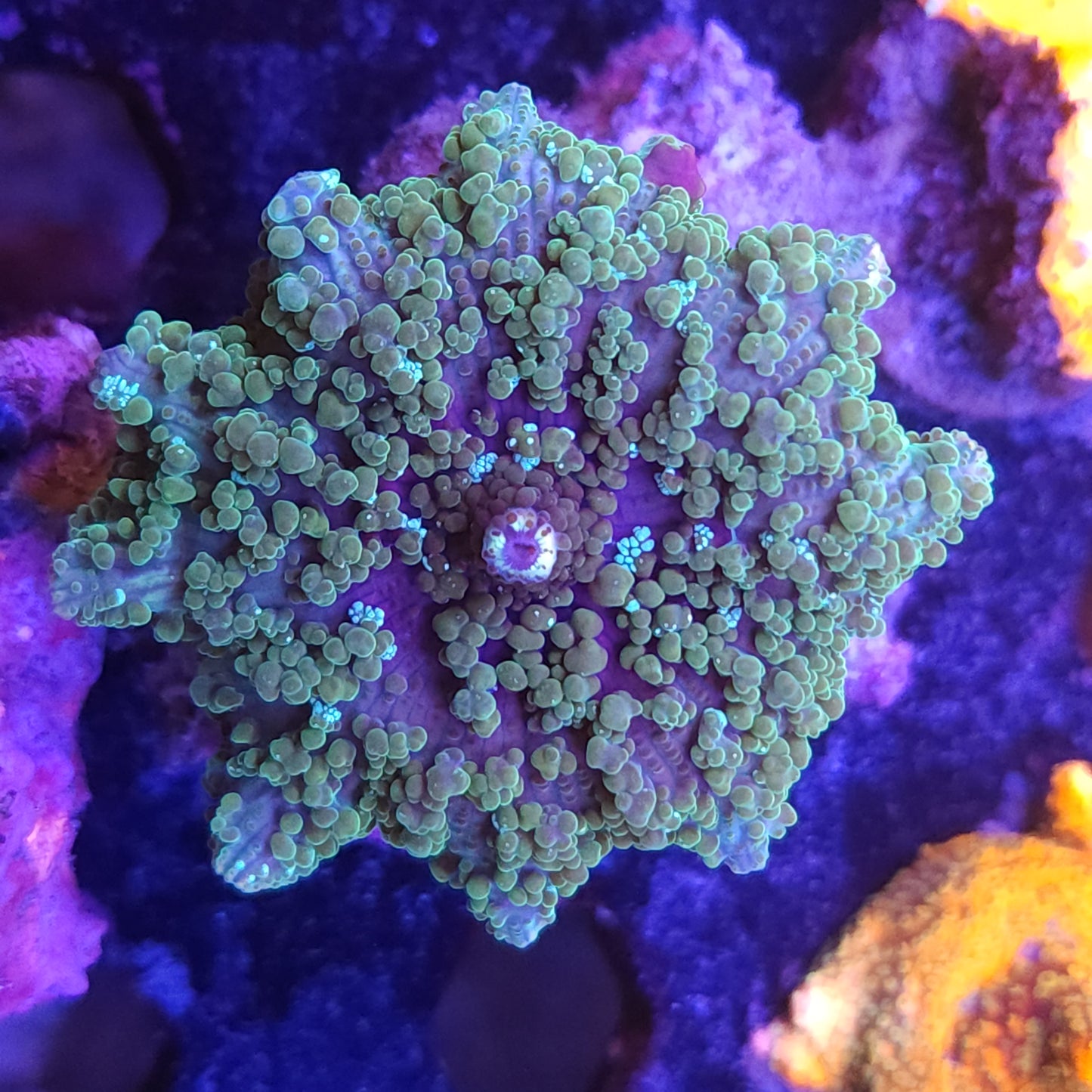 Tongan Blue Lagoon Bubble Mushroom