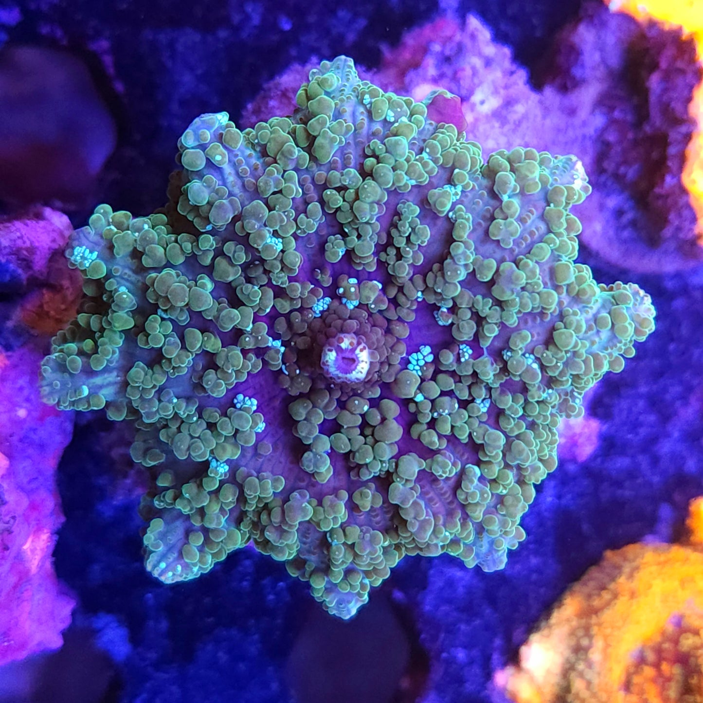 Tongan Blue Lagoon Bubble Mushroom