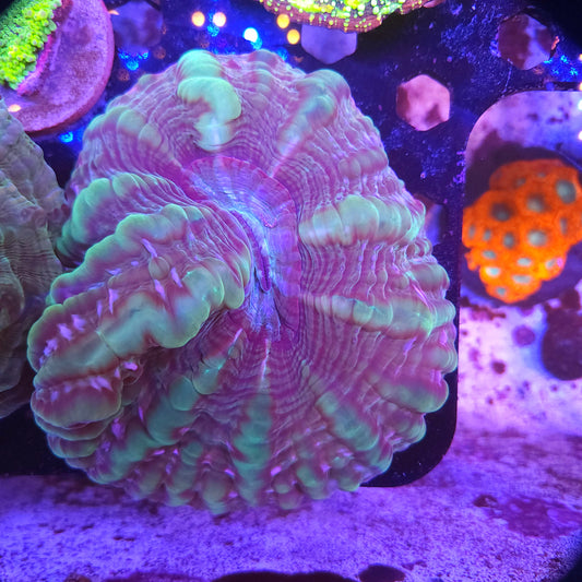 Large Joker Indophyllia