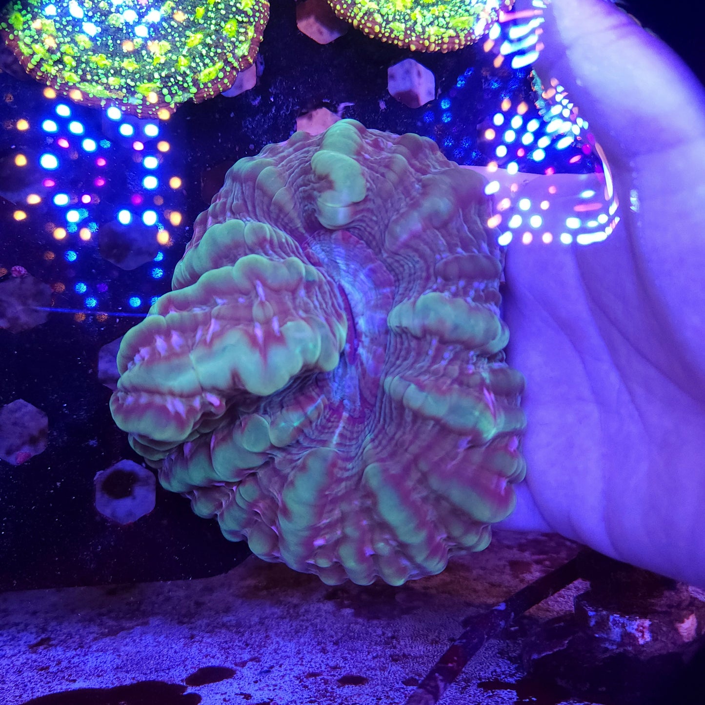Large Joker Indophyllia