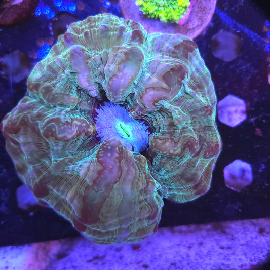 Large Pink and Green Indophyllia