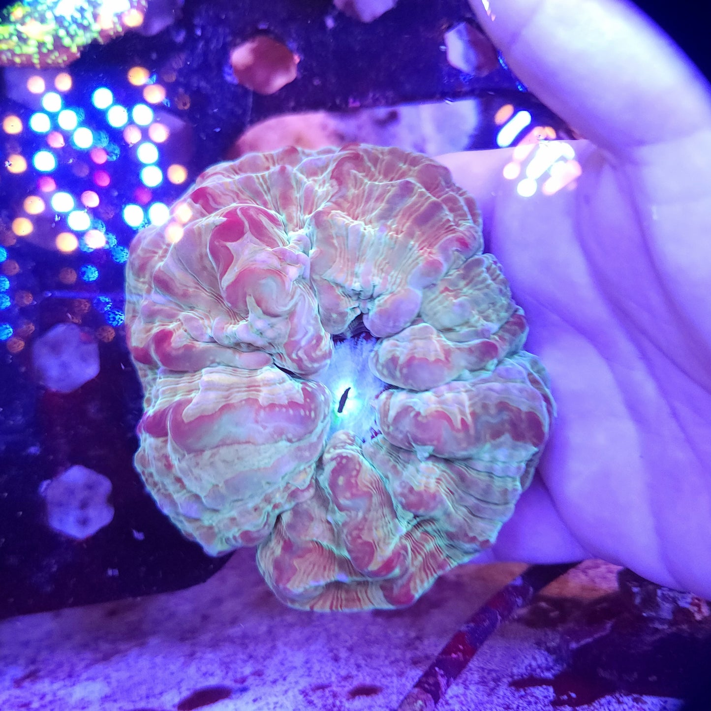 Large Pink and Green Indophyllia