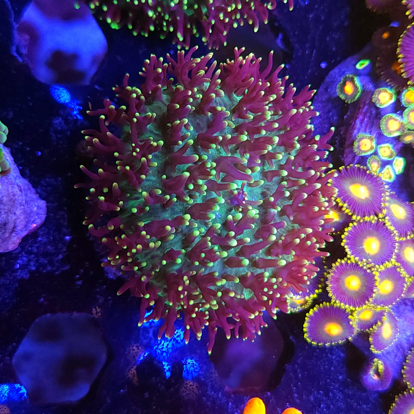 Green Hairy Mushroom