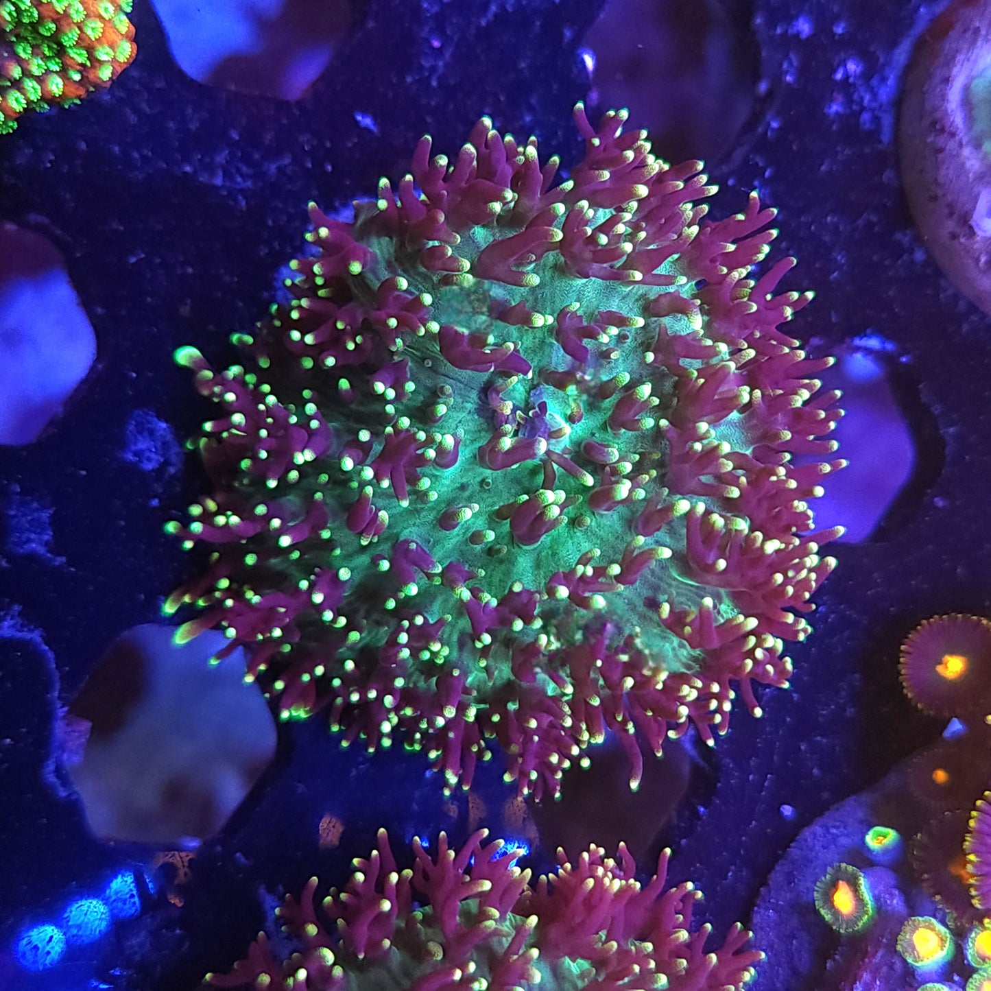 Green Hairy Mushroom