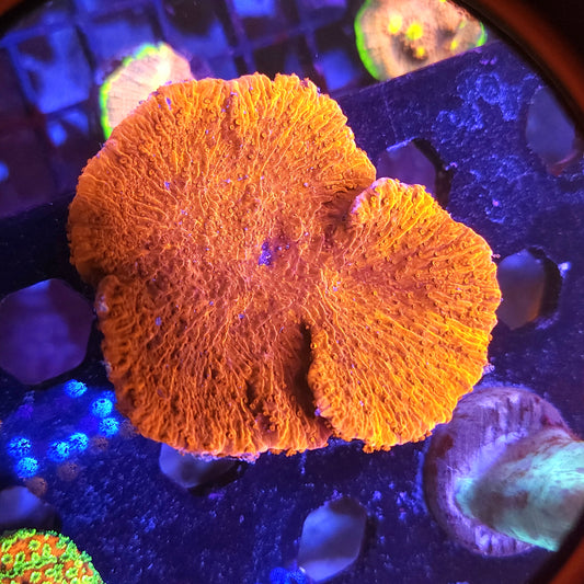 Red Monti Cap Large Frag
