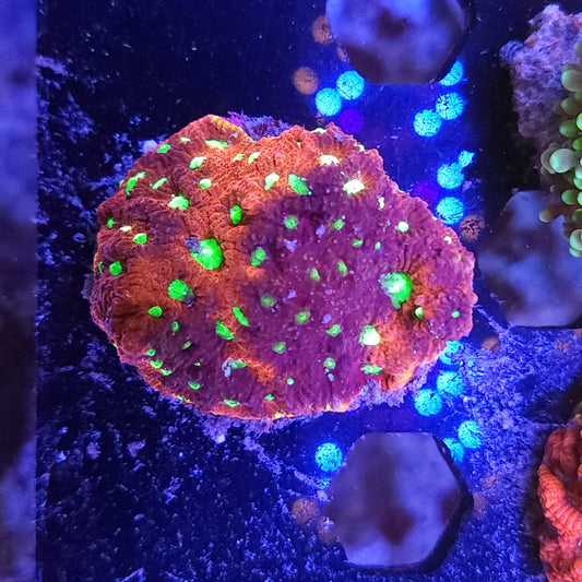 Red War Coral