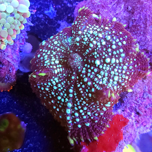 White Head Pimple Mushroom