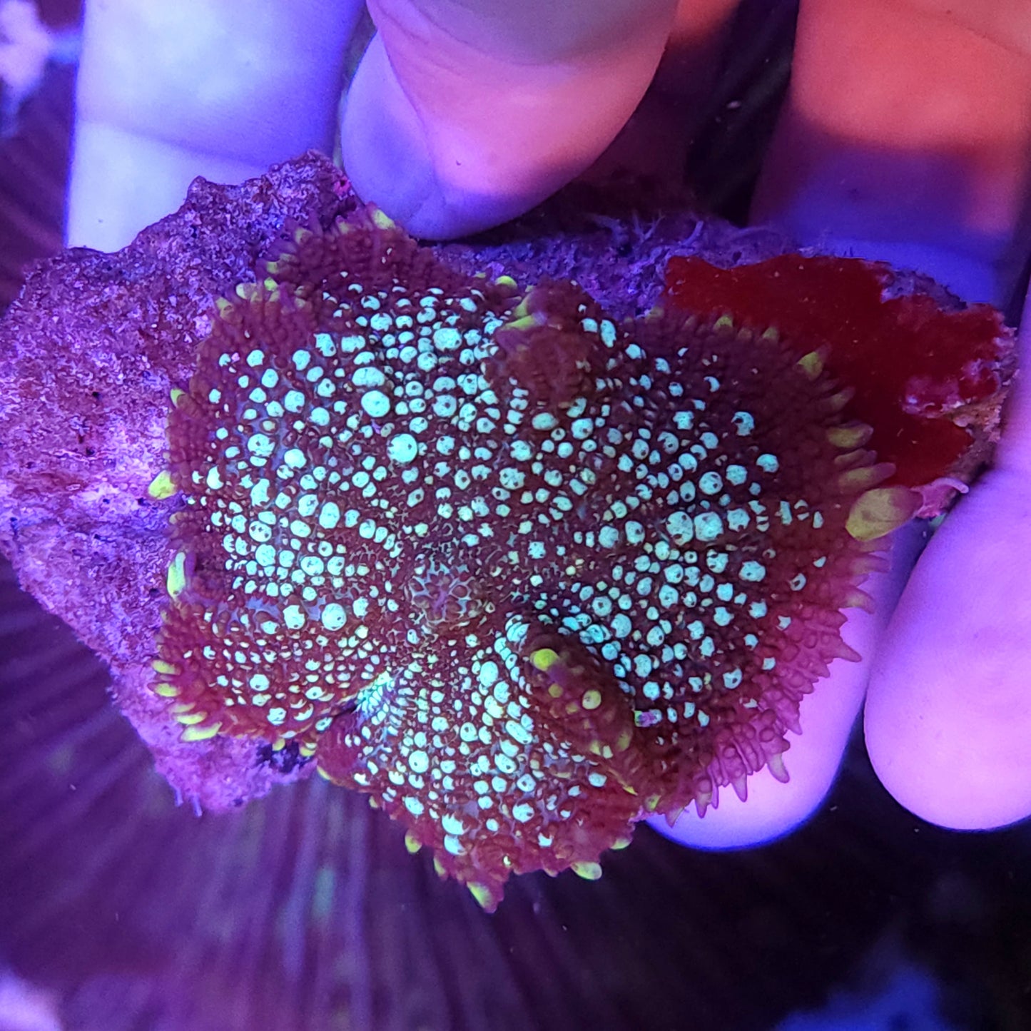 White Head Pimple Mushroom