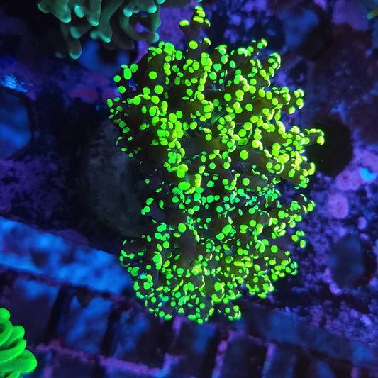 Toxic Green Octospawn