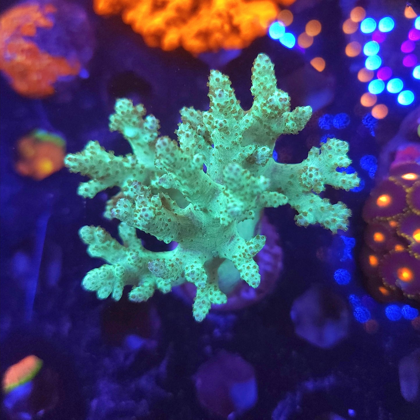 Neon Green Sinularia