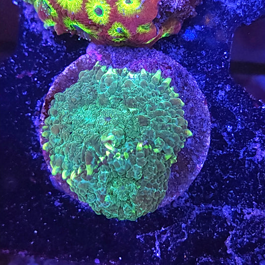 Green Mushroom Double