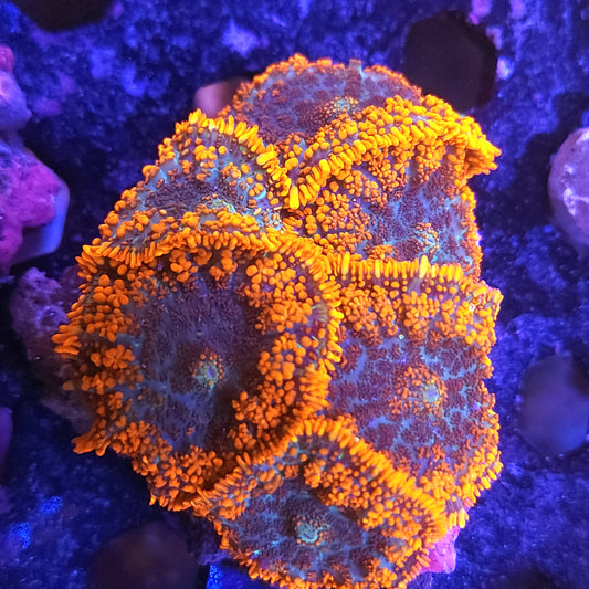 Burning Embers Mushroom Colony