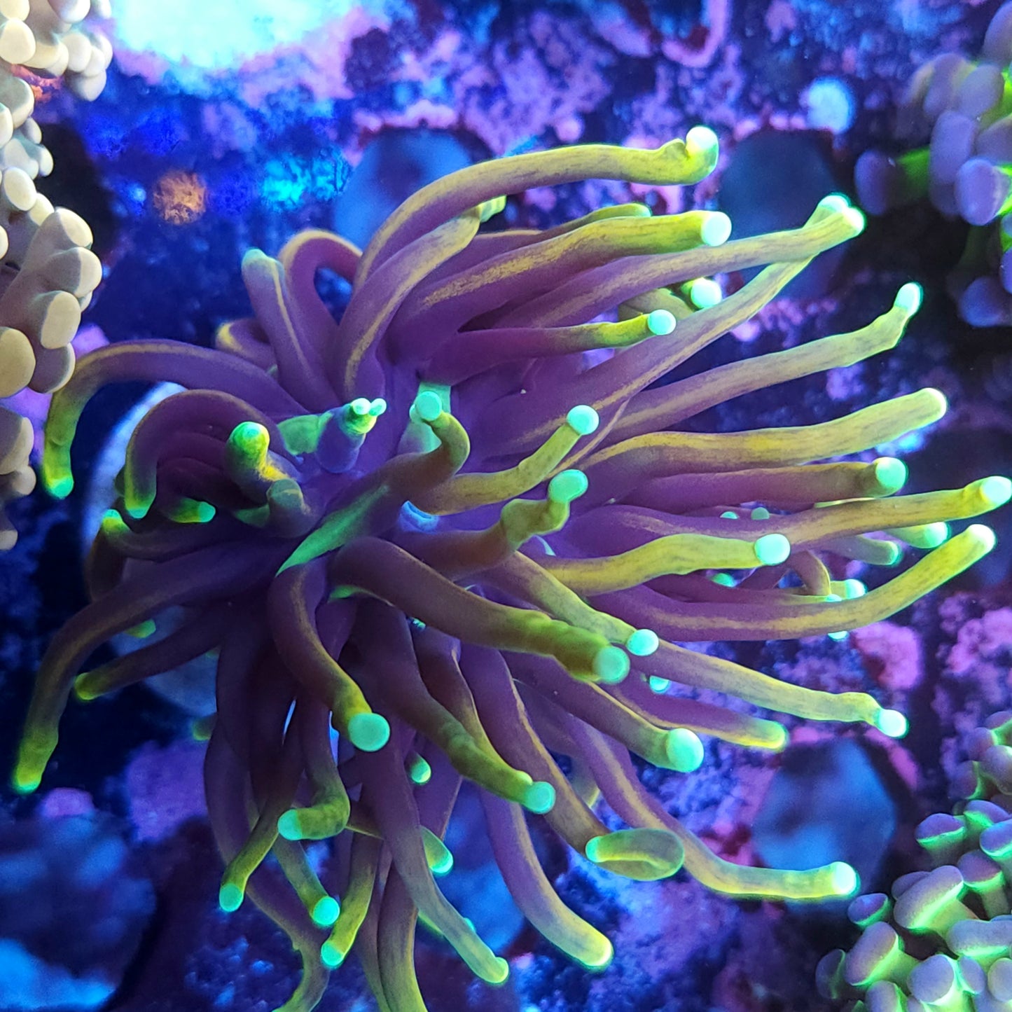 Dragon Soul Torch (Video in pics)