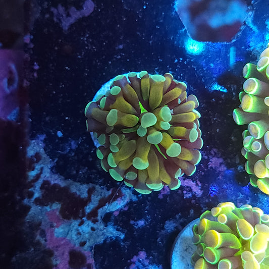 Ultra Cristata Torch