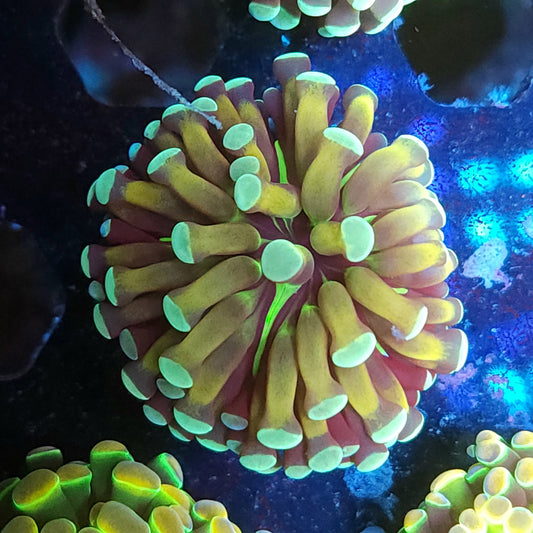 Ultra Cristata Torch