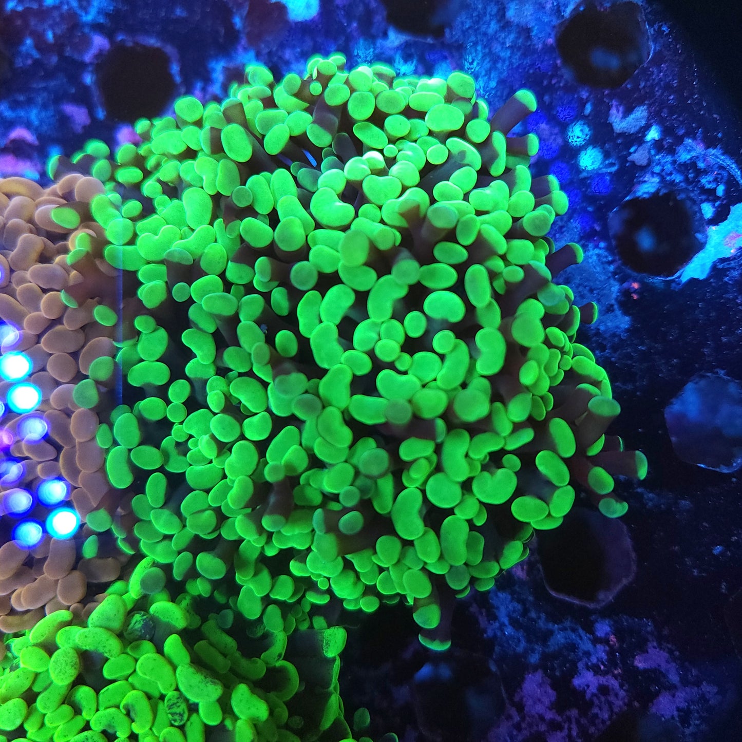 Aquacultured Neon Green Hammer Colony 5-6 Heads (Video in pics)
