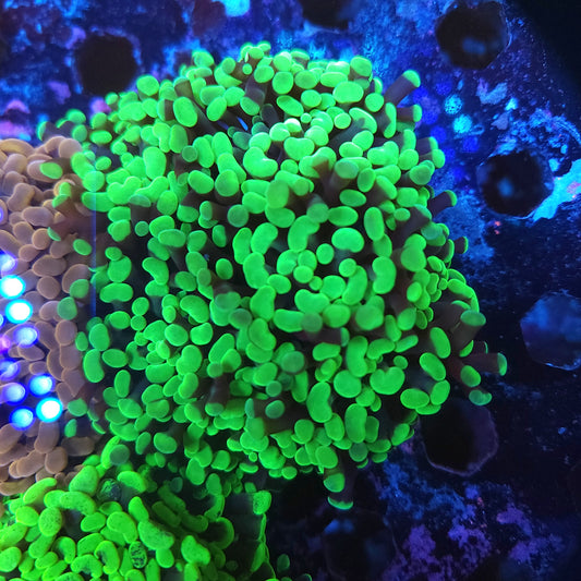 Aquacultured Neon Green Hammer Colony 5-6 Heads (Video in pics)