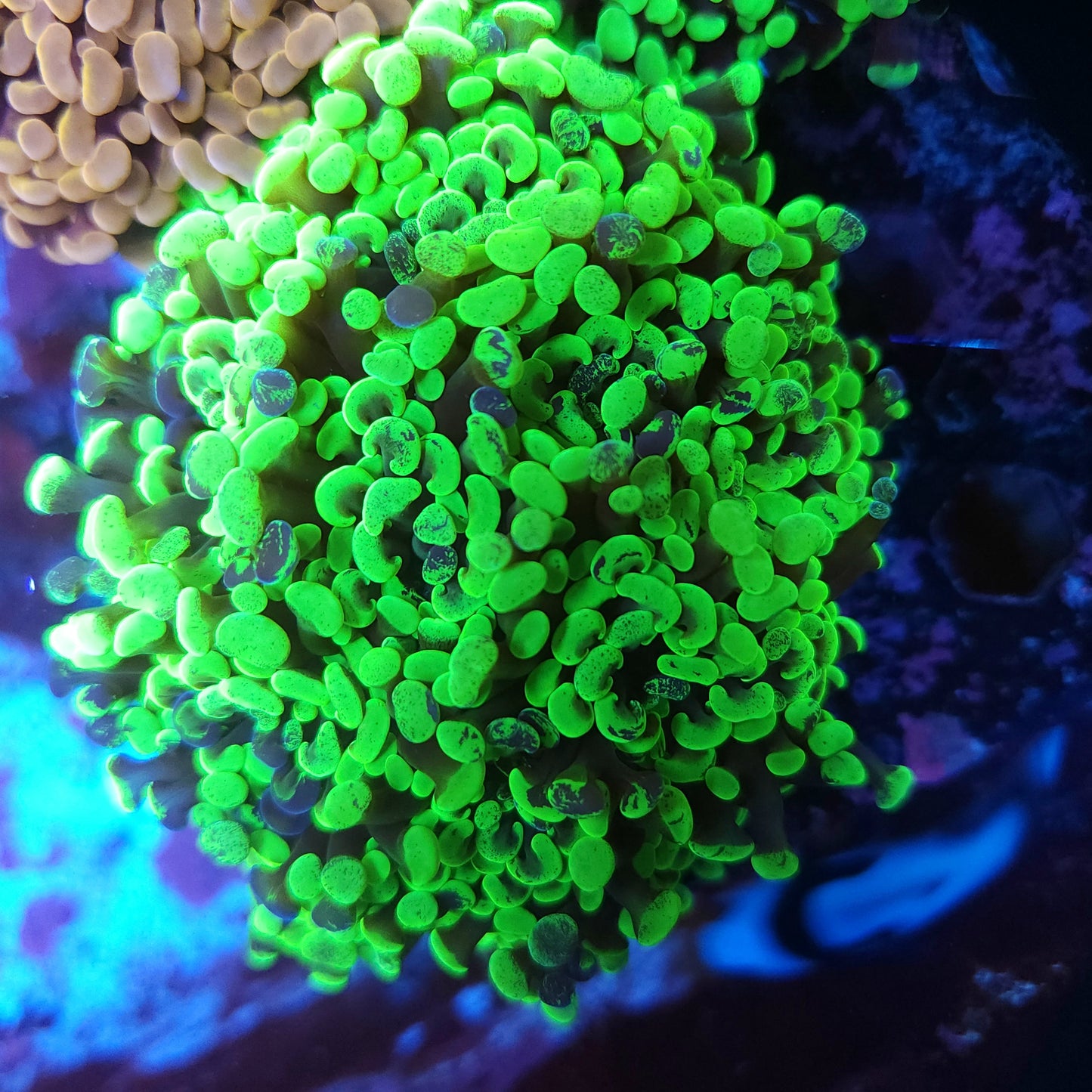 Aquacultured Toxic Splatter Hammer Colony 10 Heads (Video in pics)
