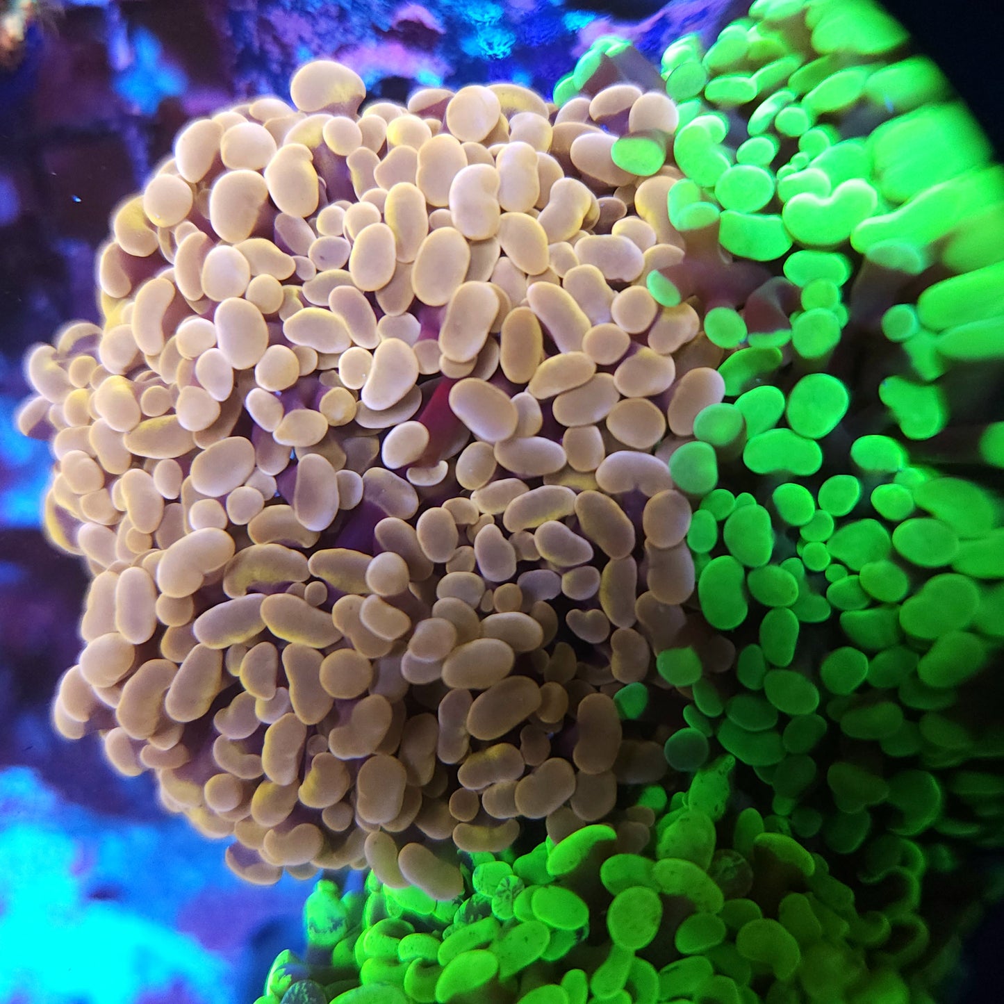 Aquacultured Rose Gold Hammer Colony 5-6 Heads (Video in pics)