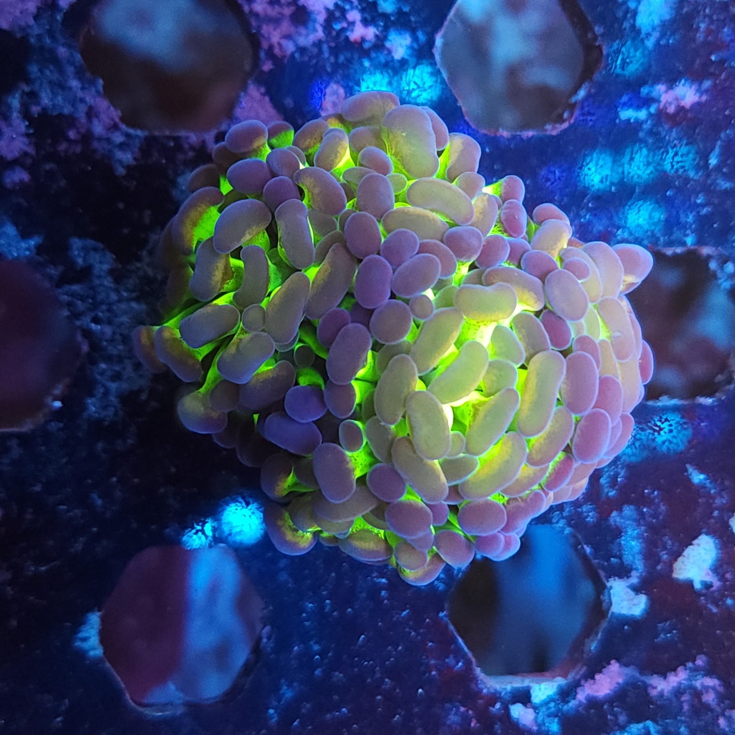 Green Gold Splatter Hammer Double