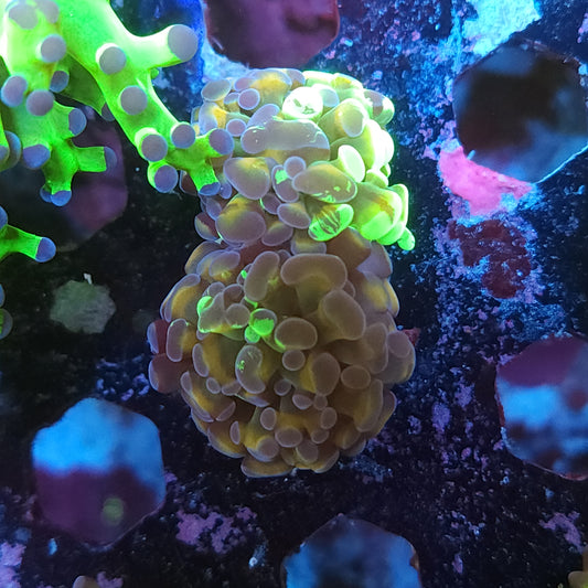 Grafted Splatter Hammer Double