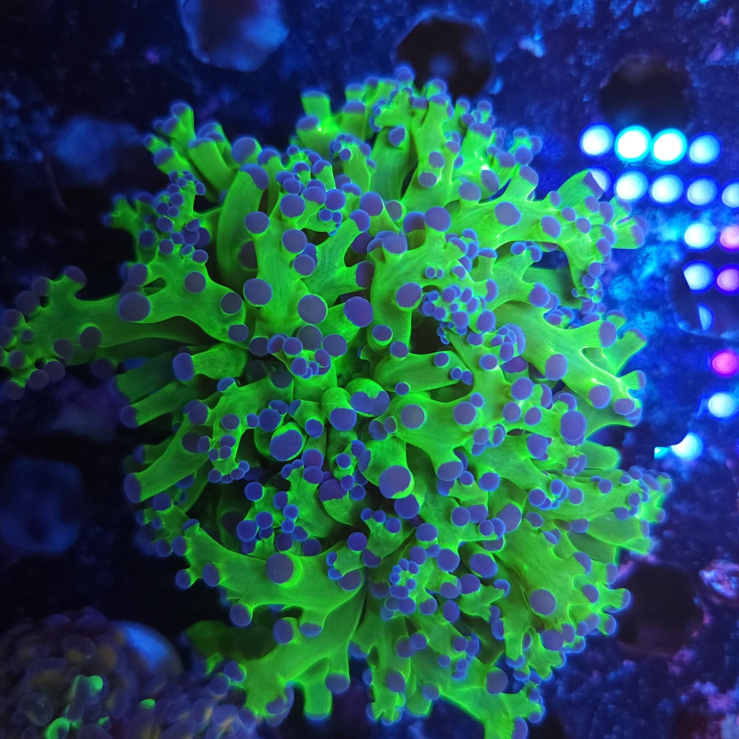 Neon Green Purple Tip Frogspawn (Video in pics)