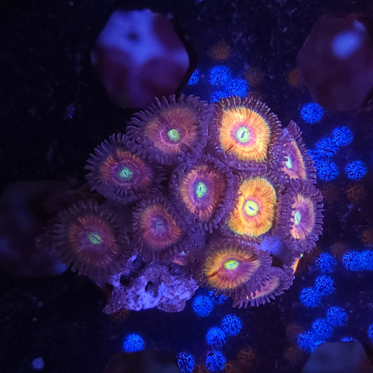 Cats Eye Zoas