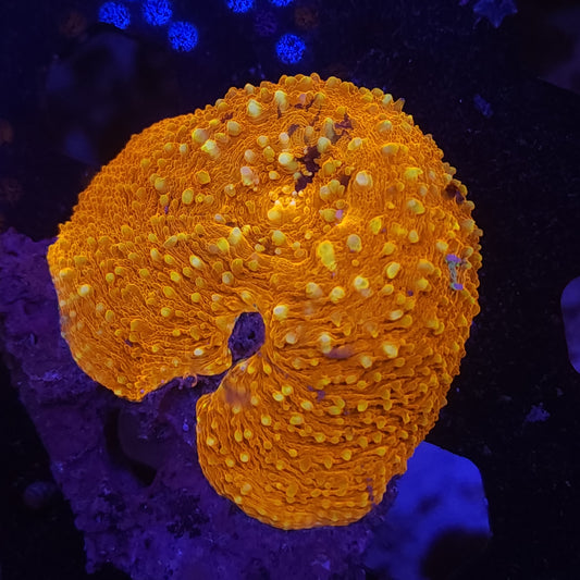Rare Orange Scolymia Vitiensis
