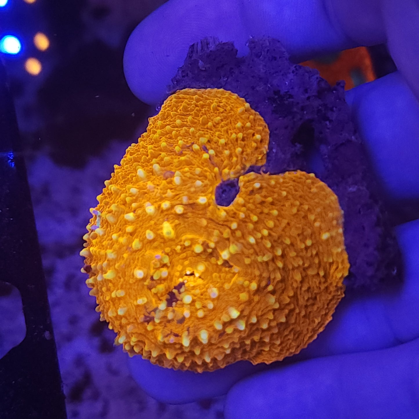 Rare Orange Scolymia Vitiensis