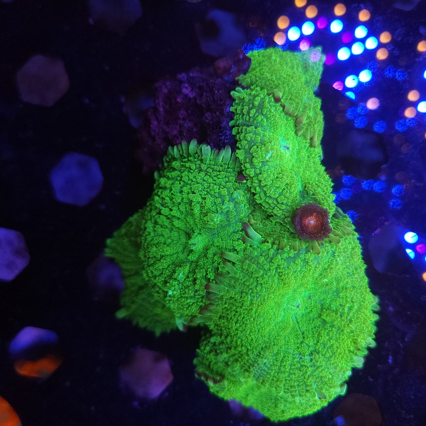 Bright Toxic Green Mushroom Rock