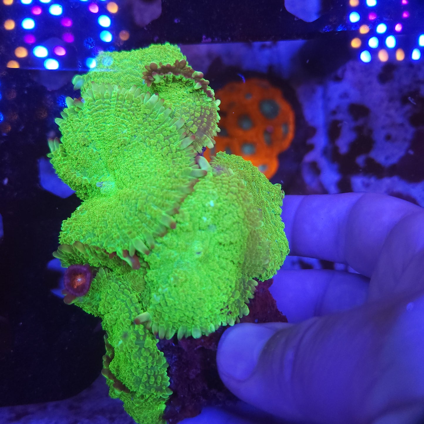 Bright Toxic Green Mushroom Rock