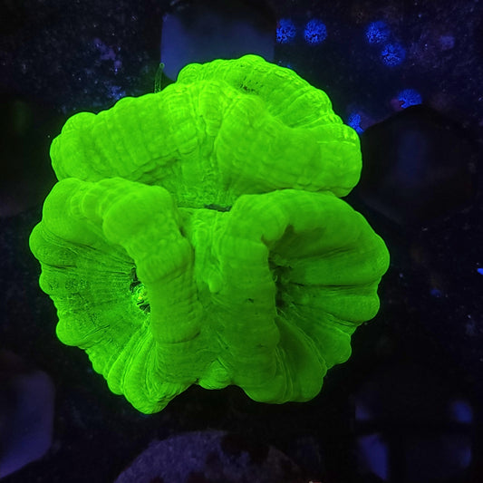 Neon Green Candy Cane