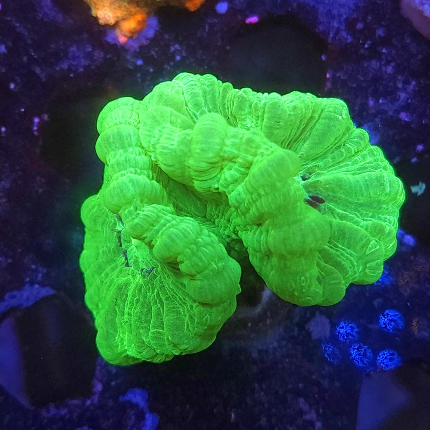 Neon Green Candy Cane