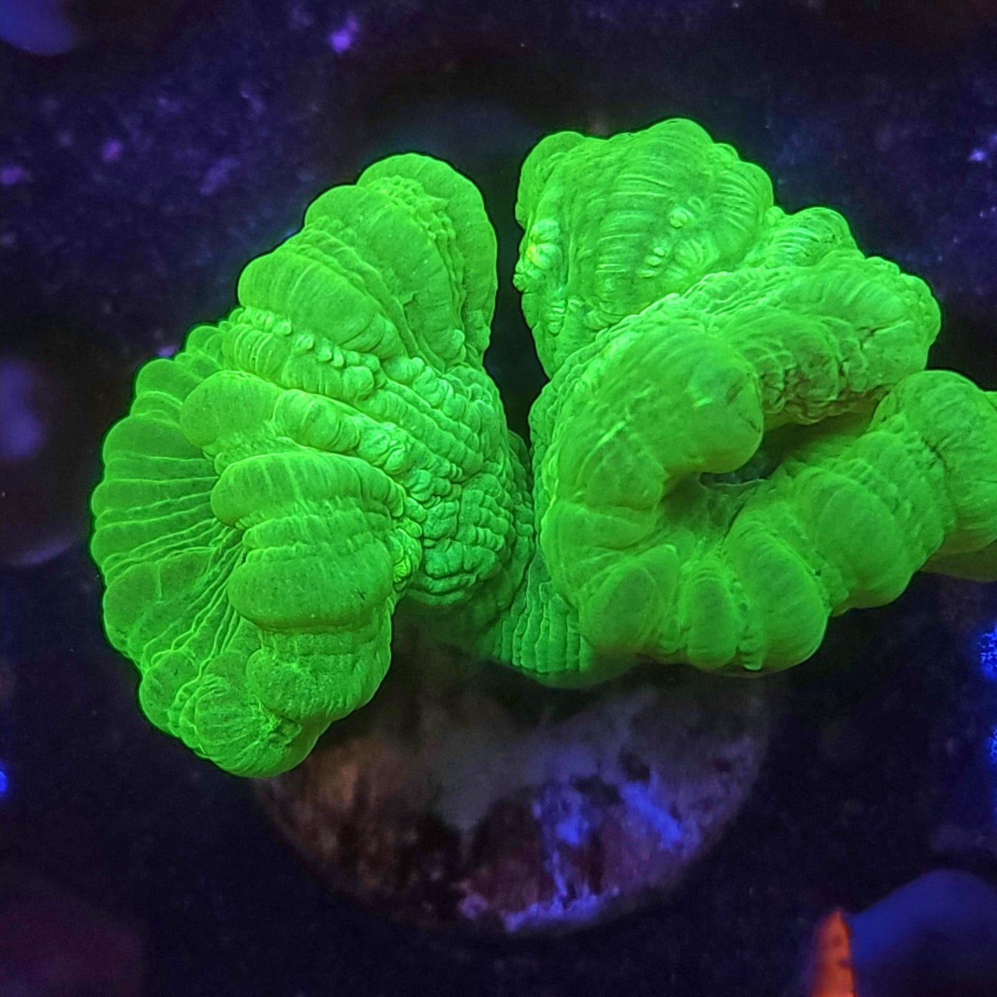 Neon Green Candy Cane