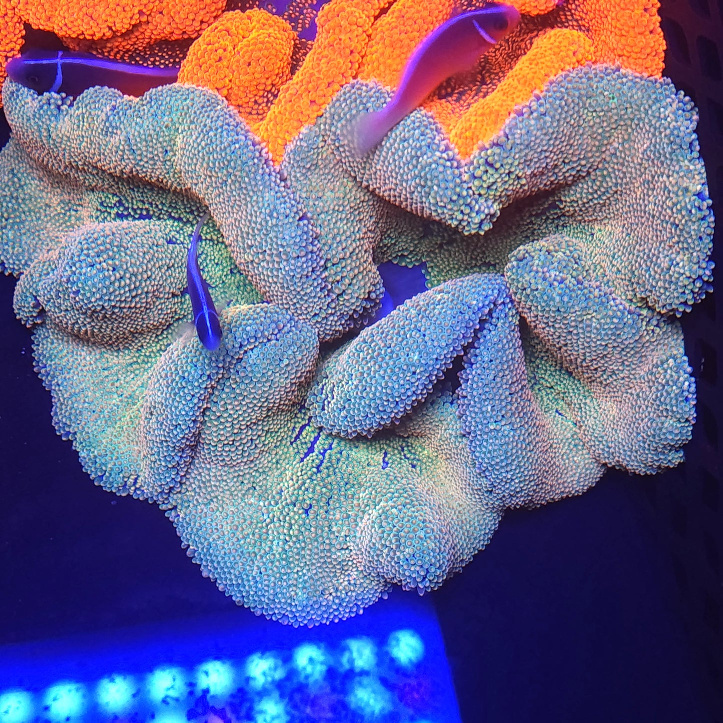 Rainbow Haddoni Carpet Anemone (7-8 inch)