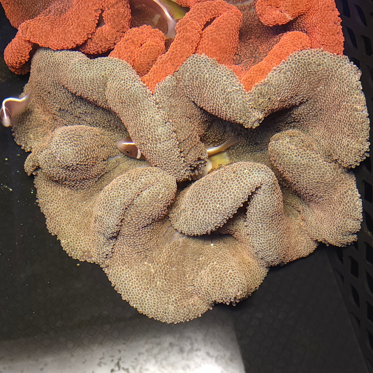 Rainbow Haddoni Carpet Anemone (7-8 inch)