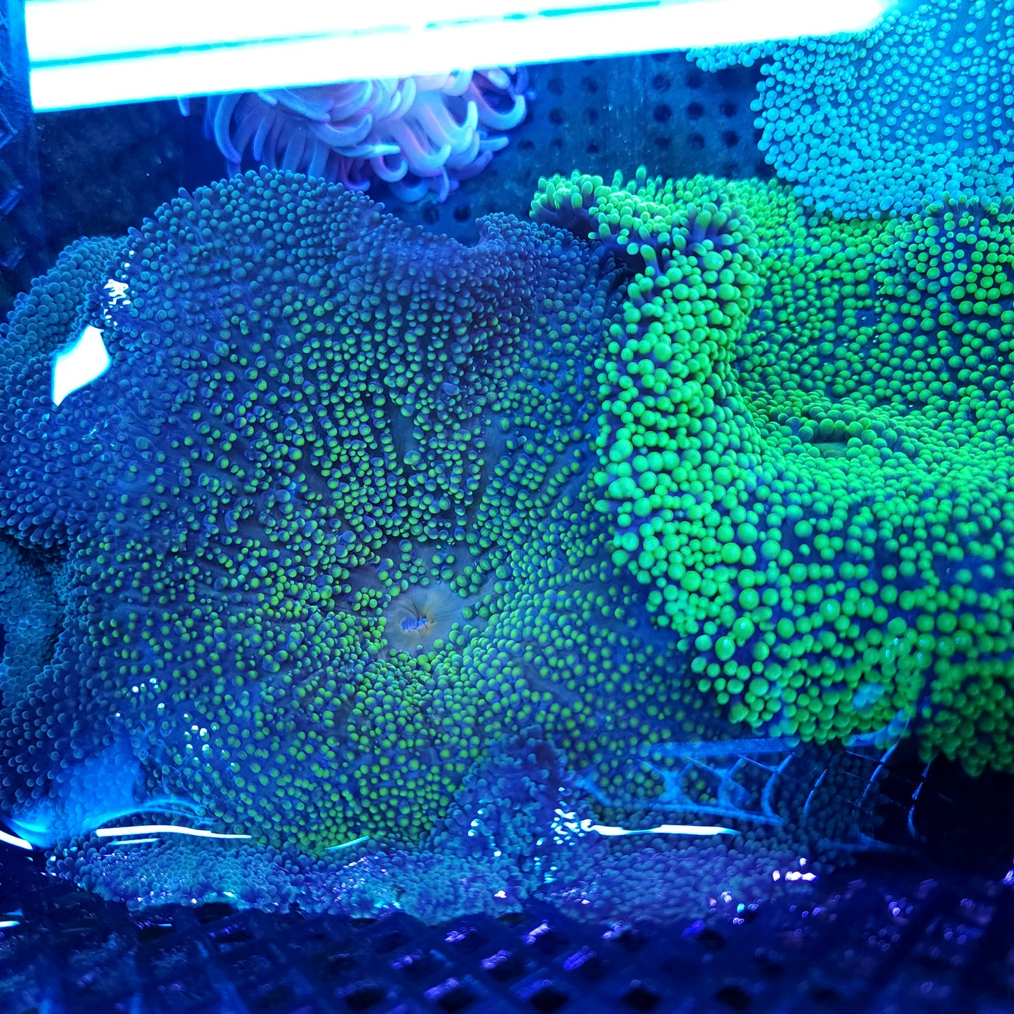 Yellow Green Haddoni Caprer Anemone (5-6 inch)