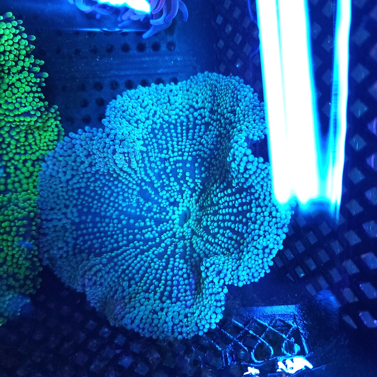 Multicolor Haddoni Carpet Anemone (5 inch)