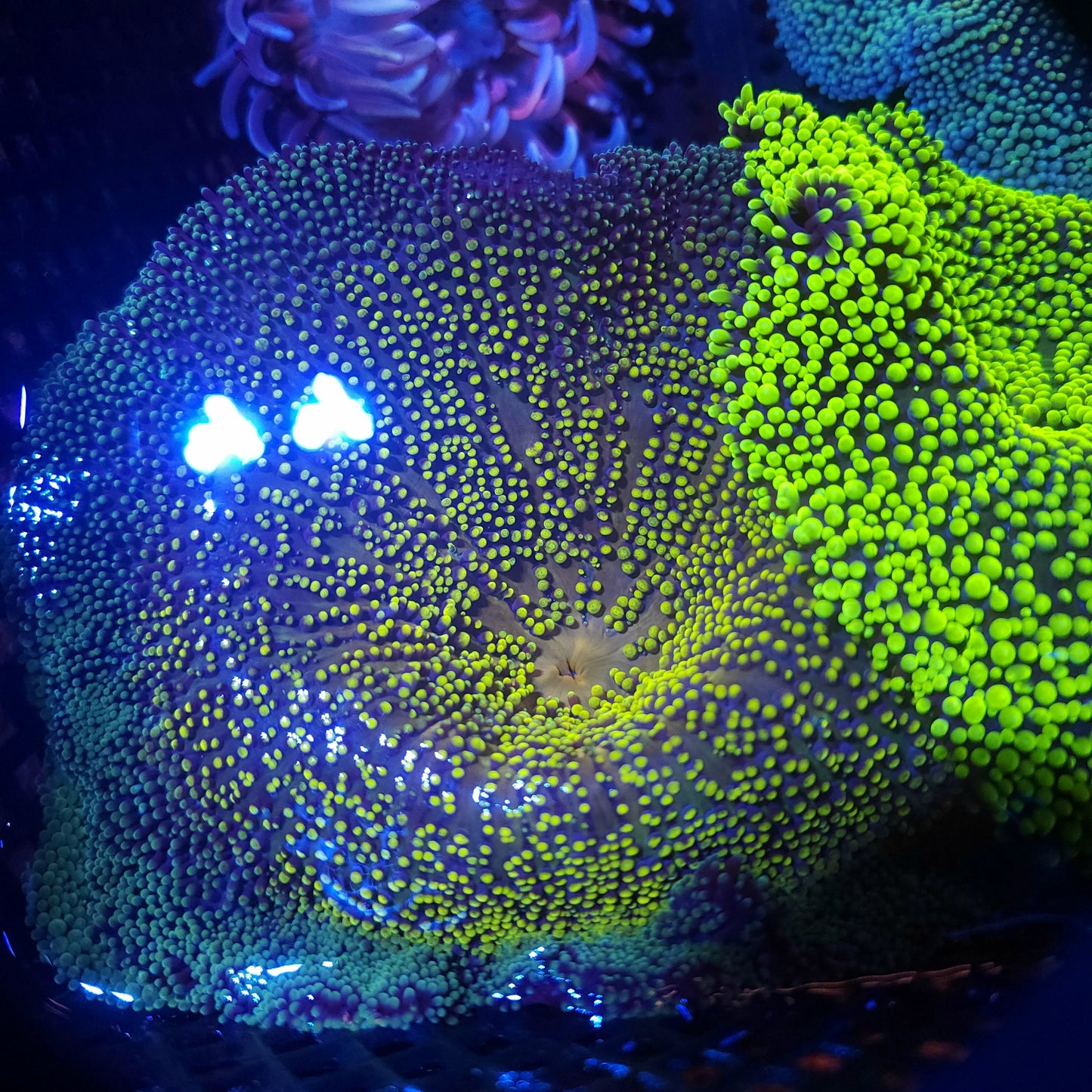 Yellow Green Haddoni Caprer Anemone (5-6 inch)