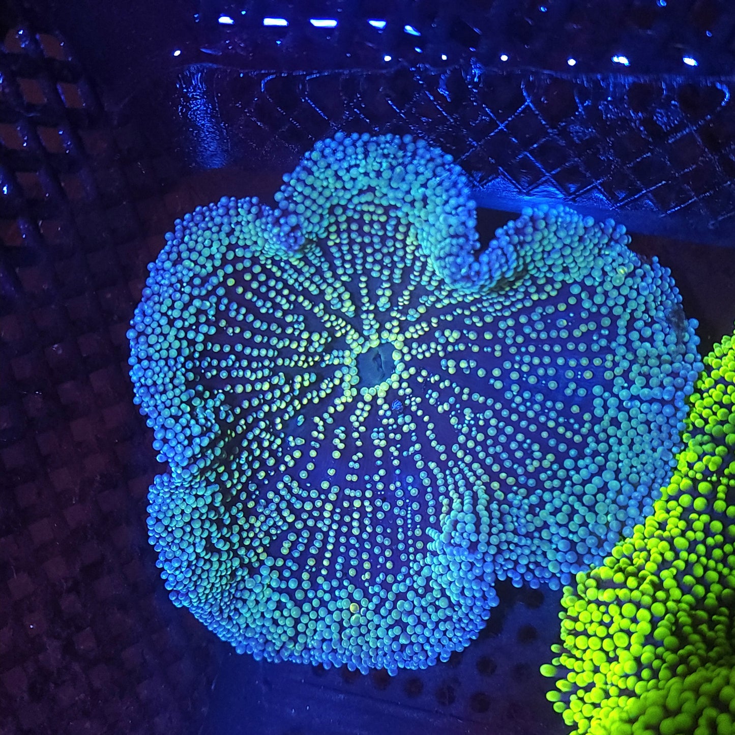 Multicolor Haddoni Carpet Anemone (5 inch)