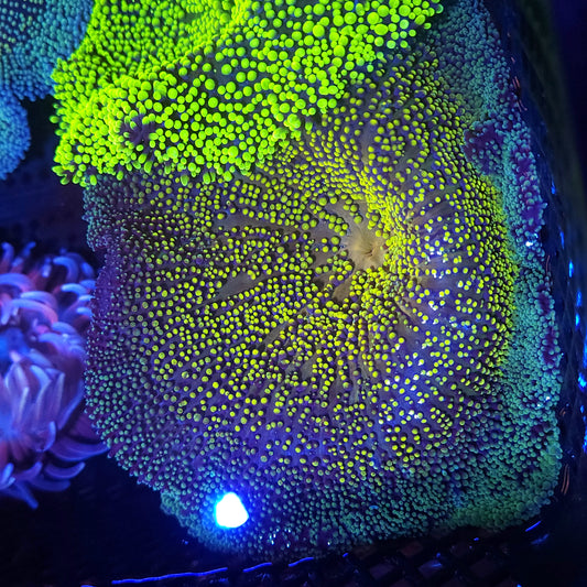 Yellow Green Haddoni Caprer Anemone (5-6 inch)