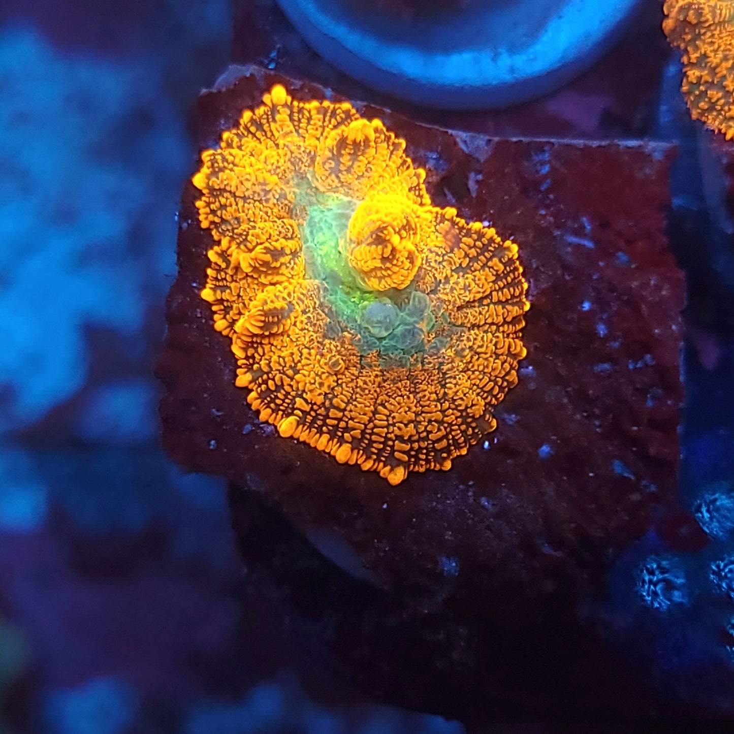 Agent Orange Rhodactis