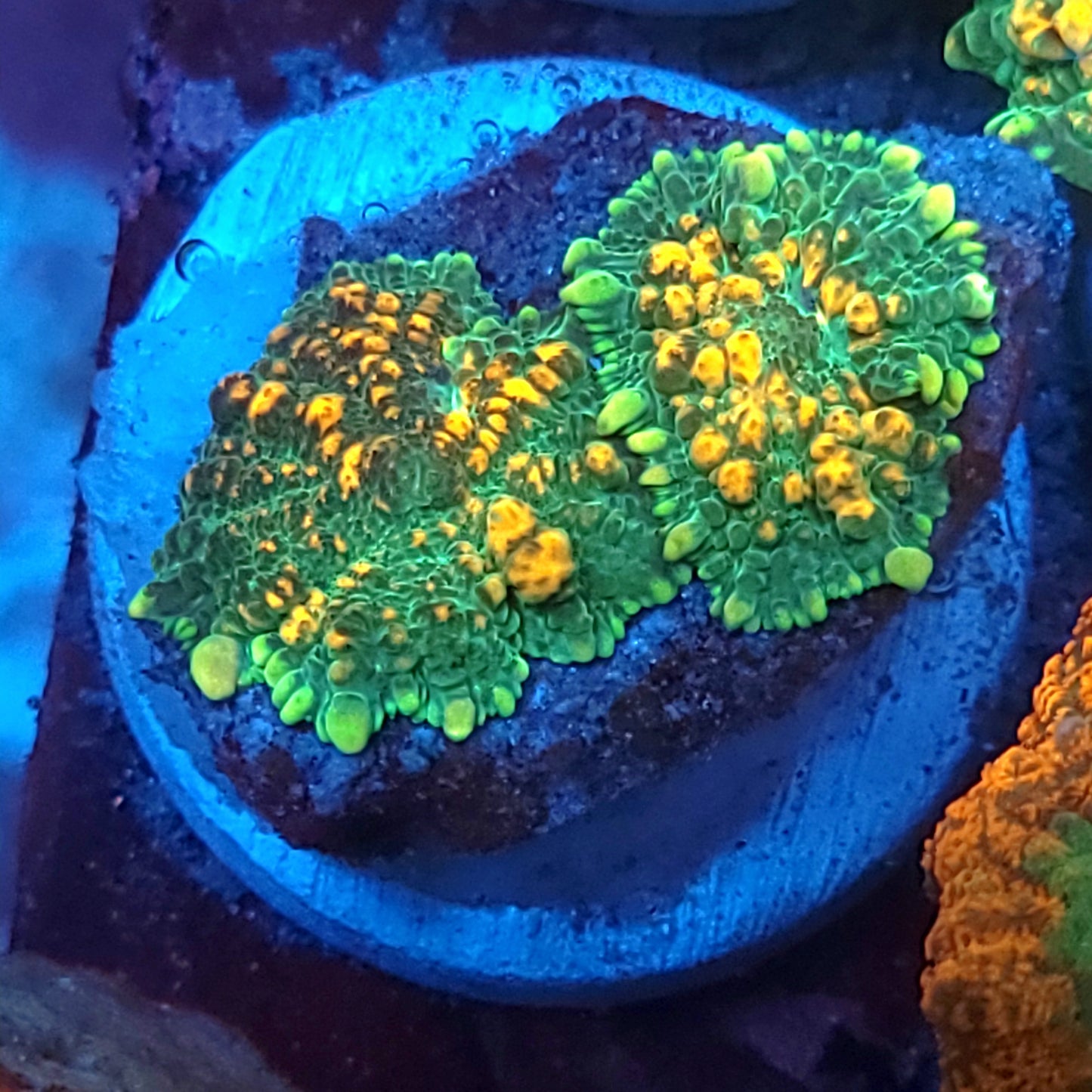 Orange Bubble Rhodactis