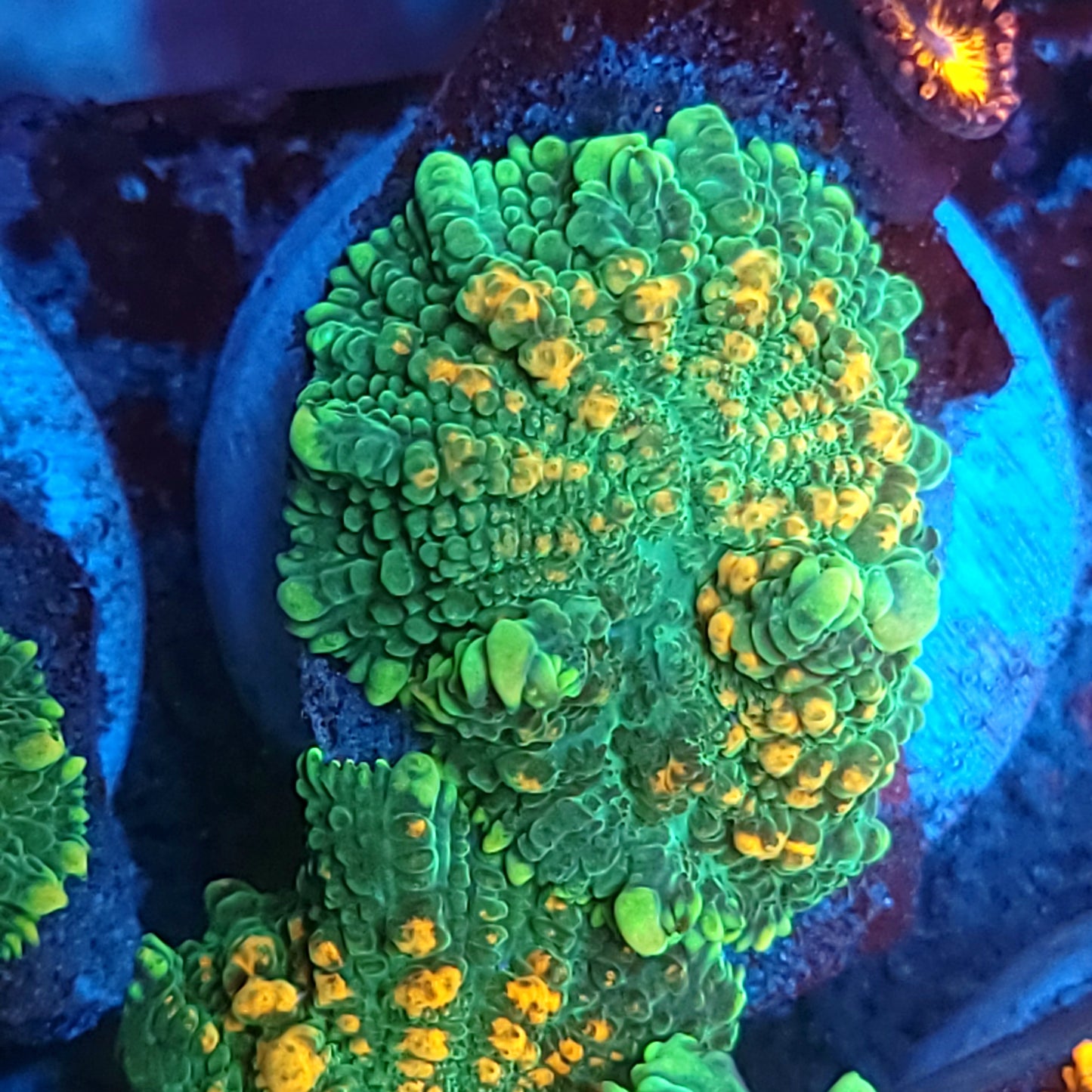 Orange Bubble Rhodactis