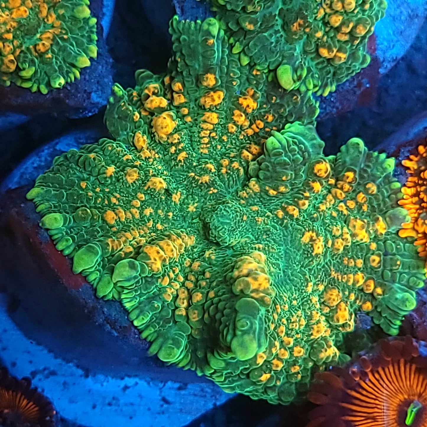 Orange Bubble Rhodactis