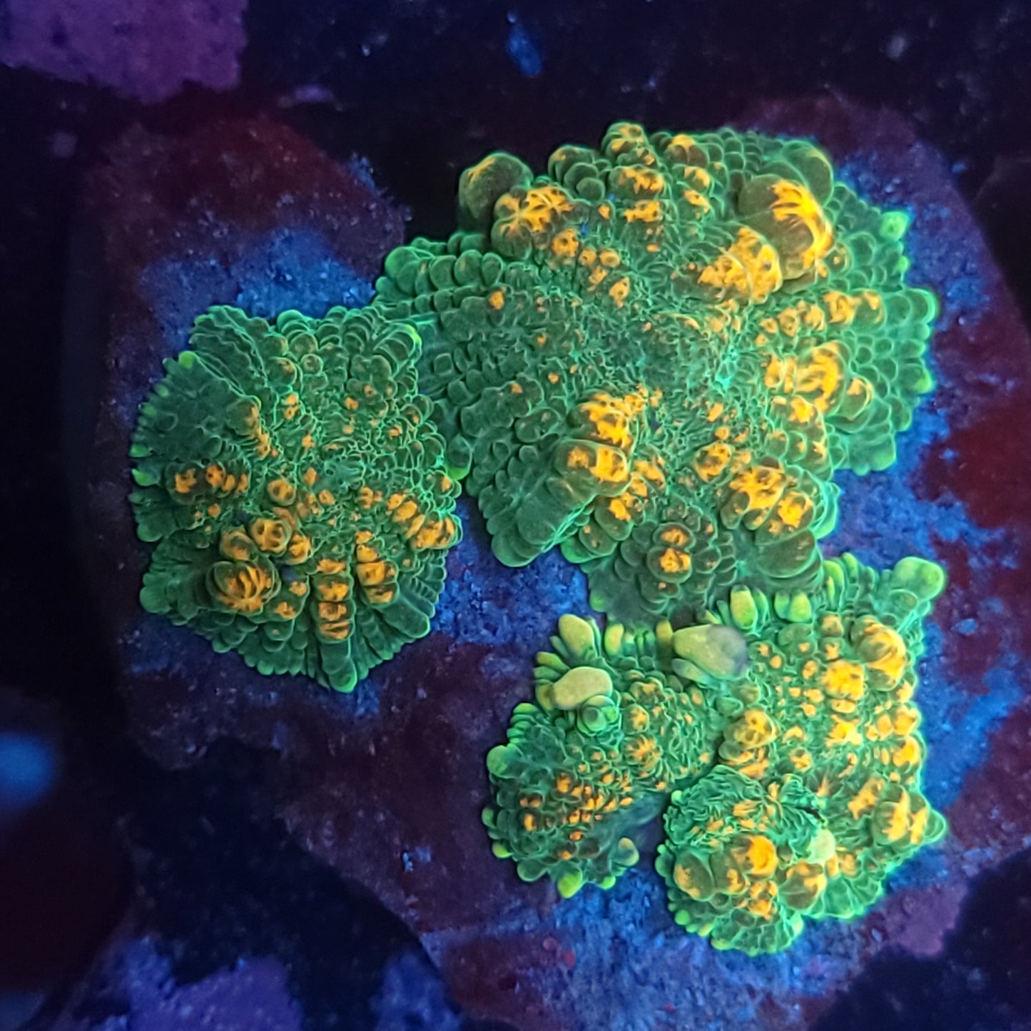 Triple Orange Bubble Rhodactis